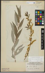 Foto von Salix alba subsp. vitellina (L.) Arcang.